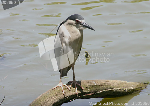 Image of Grye bird on tree branch