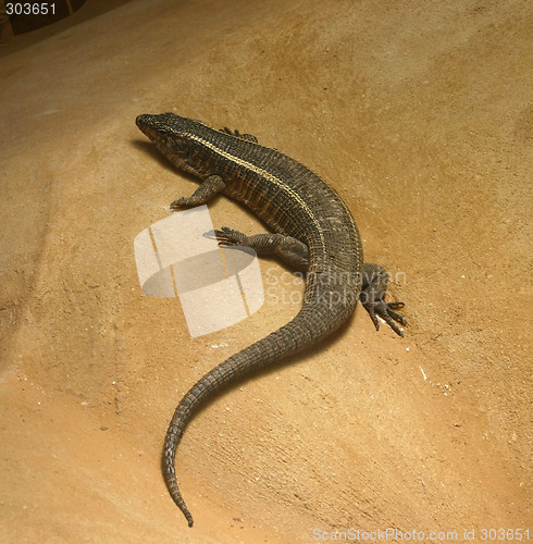 Image of Lizard crawling on rock