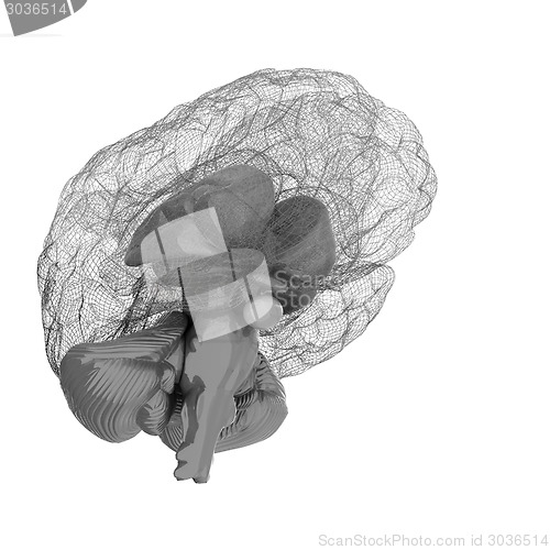 Image of Creative concept of the human brain