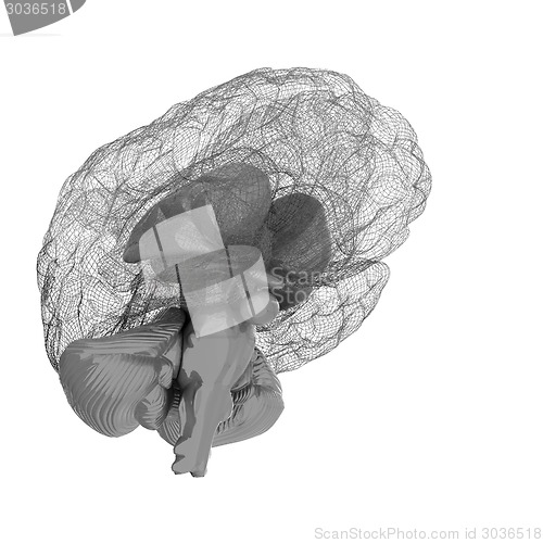 Image of Creative concept of the human brain