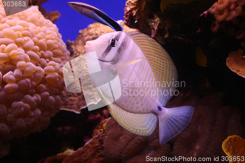 Image of pink fish