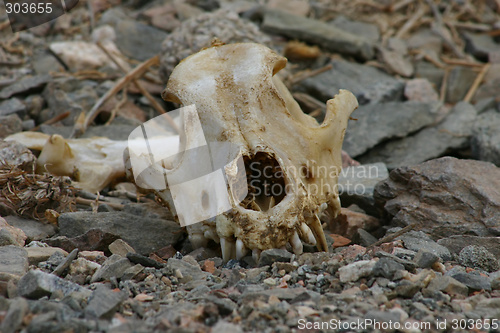 Image of Animal skull