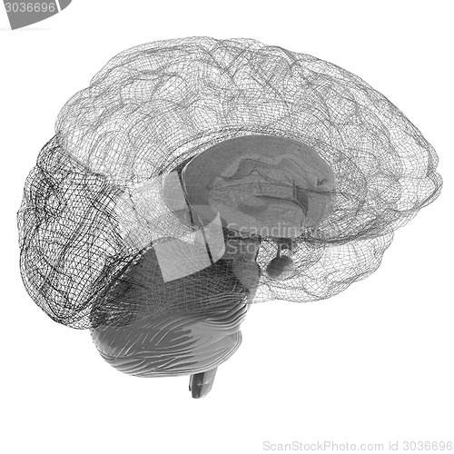 Image of Creative concept of the human brain