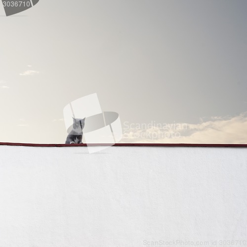 Image of Cat sitting on the wall 