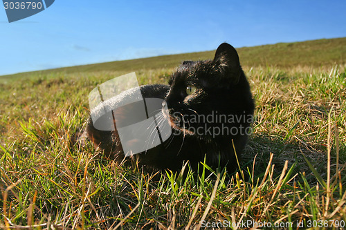 Image of Black cat in grass on meadow