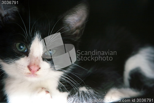 Image of Close up of black and white cat