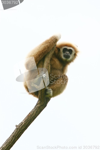 Image of Gibbon on tree brach