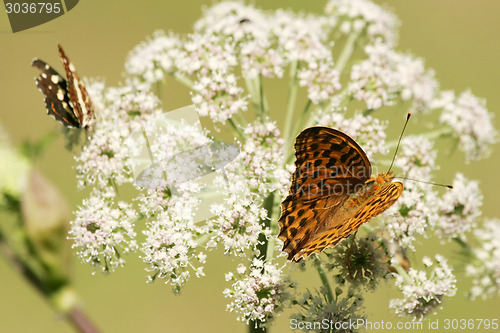 Image of Butterflies on flower