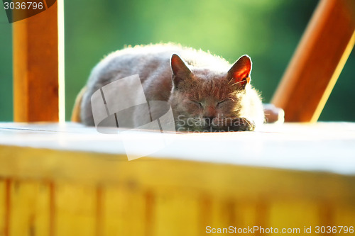 Image of Brown cat sleeping on wooden stand