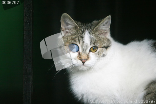 Image of White and grey cat with deformed eye