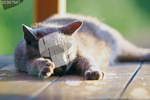 Image of Close up of a cat sleeping on wooden stand