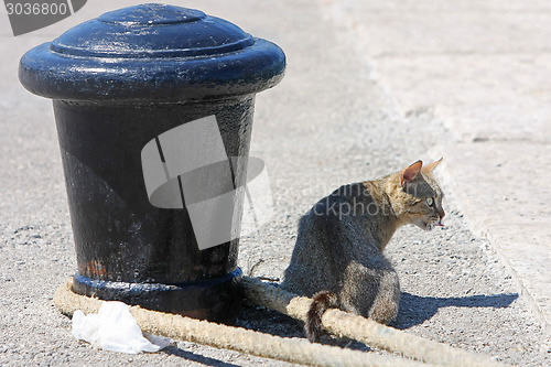 Image of Grey cat at pier