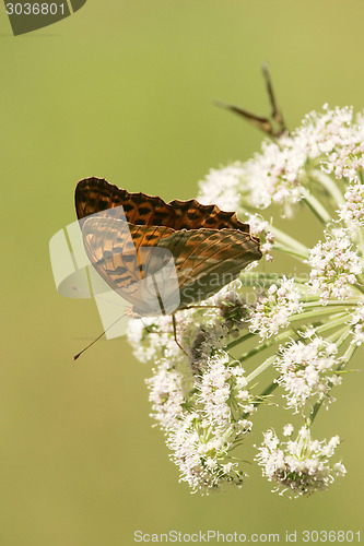 Image of Butterflies on flowers