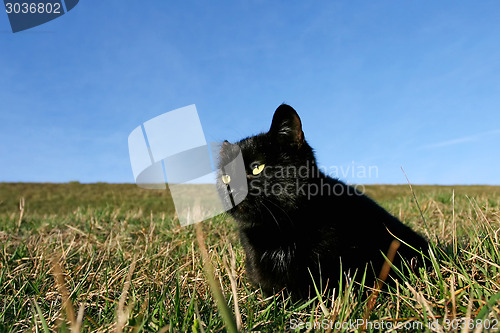 Image of Black cat on meadow