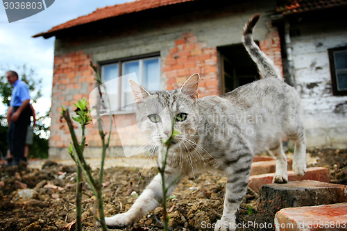 Image of Grey cat sneaking 