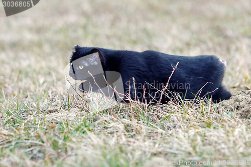 Image of Black cat with no tail sneaking in grass