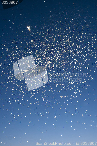 Image of Swarm of mosquitoes in sky