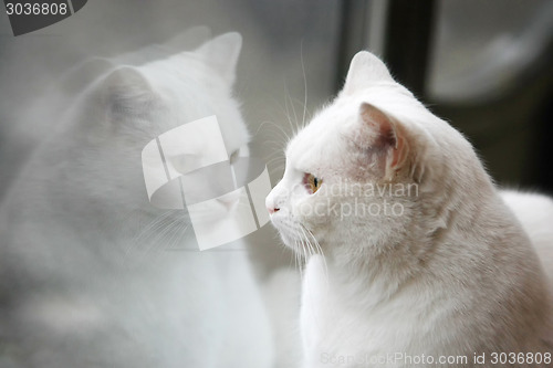 Image of White cat mirror reflection