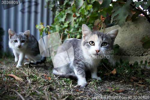 Image of Two grey and white kittens