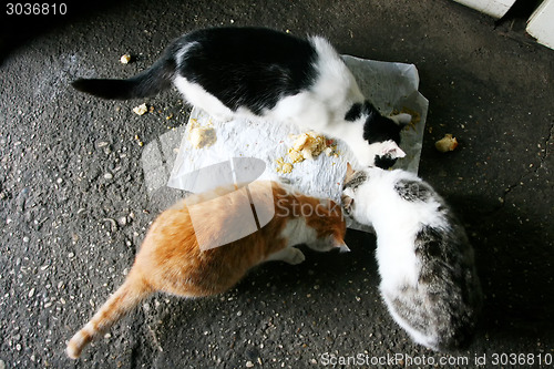 Image of Three cats eating food from the floor