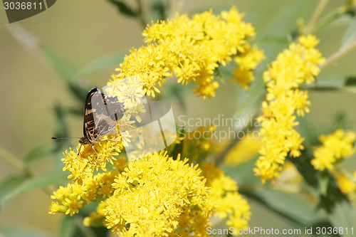 Image of Butterfly on flower