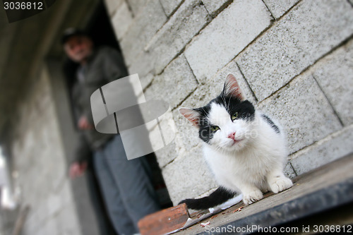 Image of Domestic cat in front of cottage