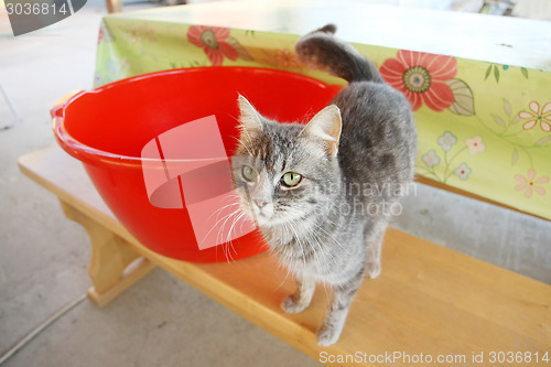 Image of Grey cat on sitting bench