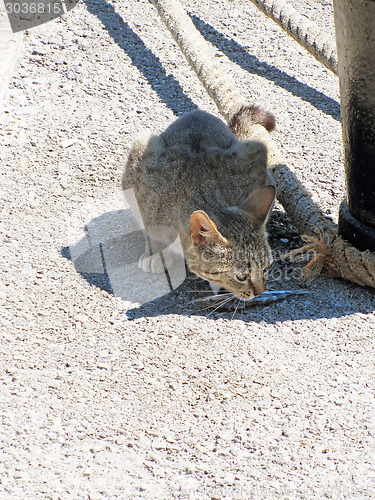 Image of Grey cat eating fish at pier