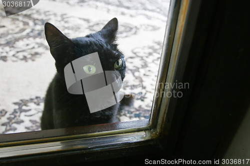Image of Black domestic cat looking through glass door