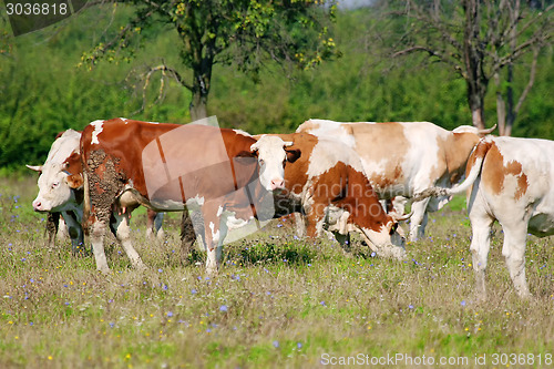 Image of Flock of cows grazing on meadow