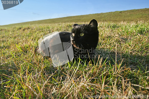 Image of Black cat lying in grass on meadow