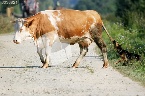 Image of Cow crossing road