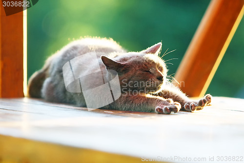 Image of Brown cat stretching on wooden stand