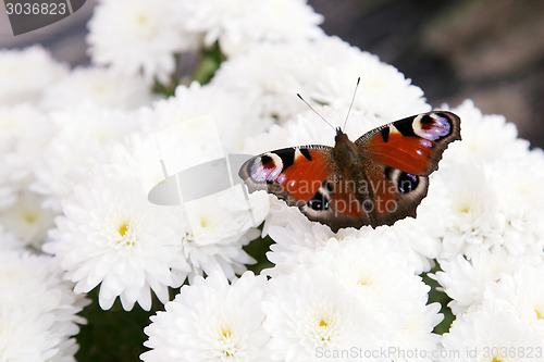 Image of Colorful butterfly on flower