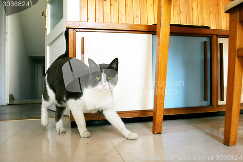 Image of Cat sneaking in kitchen