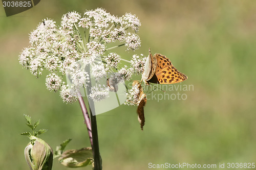 Image of Butterflies resting on flower