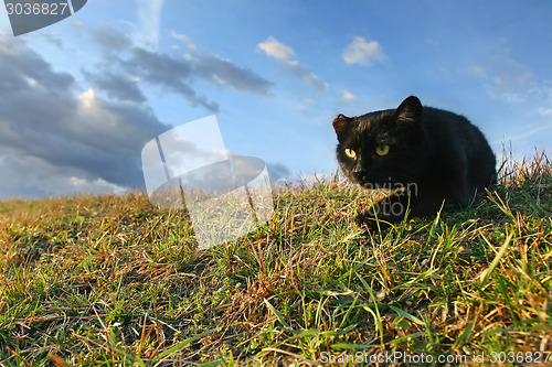 Image of Black cat sneaking in grass on meadow