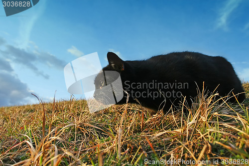 Image of Black cat sneaking on meadow