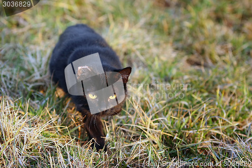 Image of Black cat sneaking in grass