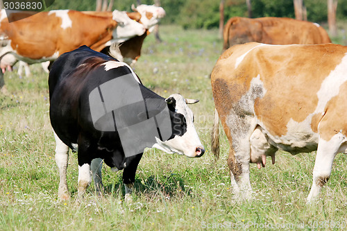 Image of Cows on meadow