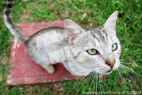 Image of Close up of cat looking upwards