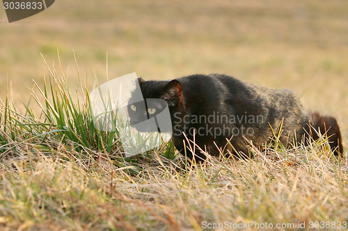 Image of Black cat sneaking in grass on field