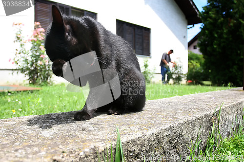 Image of Black cat cleaning her face