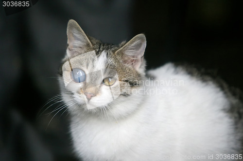 Image of Cat with deformed eye