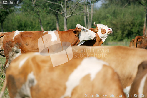 Image of Small flock of cows on field