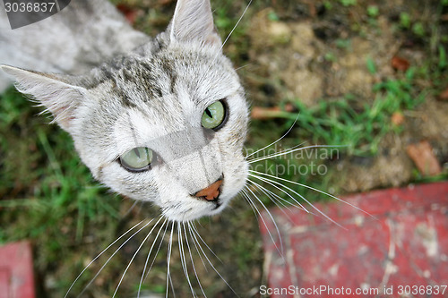 Image of Close up of grey cat looking upwards