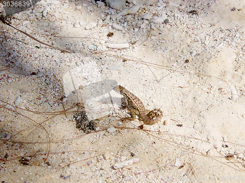 Image of Curly tailed lizard