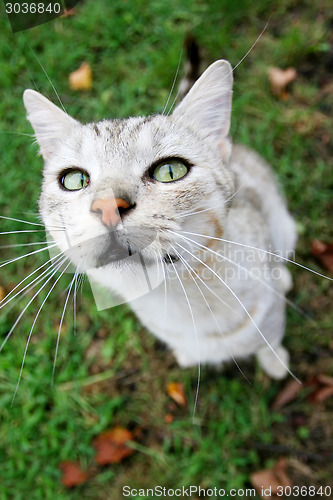 Image of Grey cat looking upwards