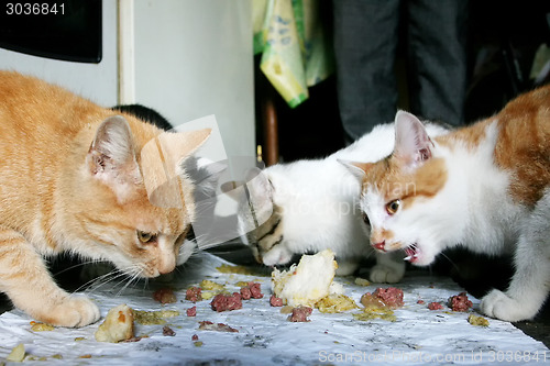 Image of Three cats eating food scraps from the floor