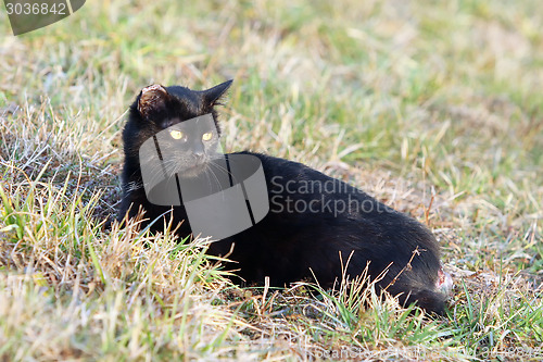 Image of Black cat in grass